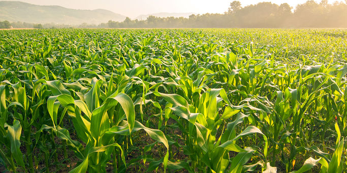 Corn field