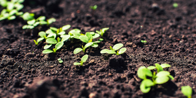 Soil Remediation